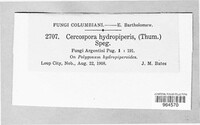 Cercospora hydropiperis image
